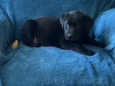 Beautiful Black Lab puppies – in Ohio