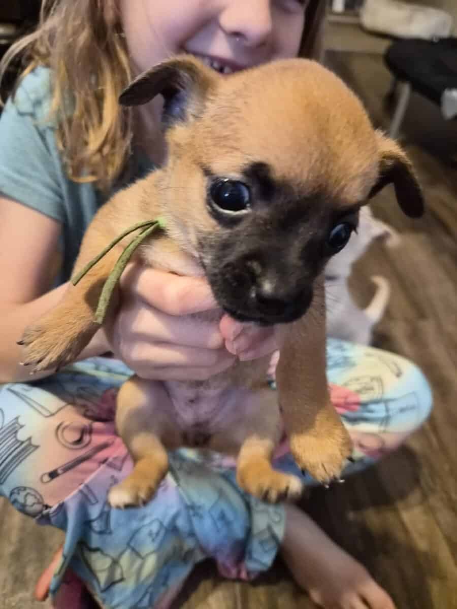 Chihuahua puppies image 3
