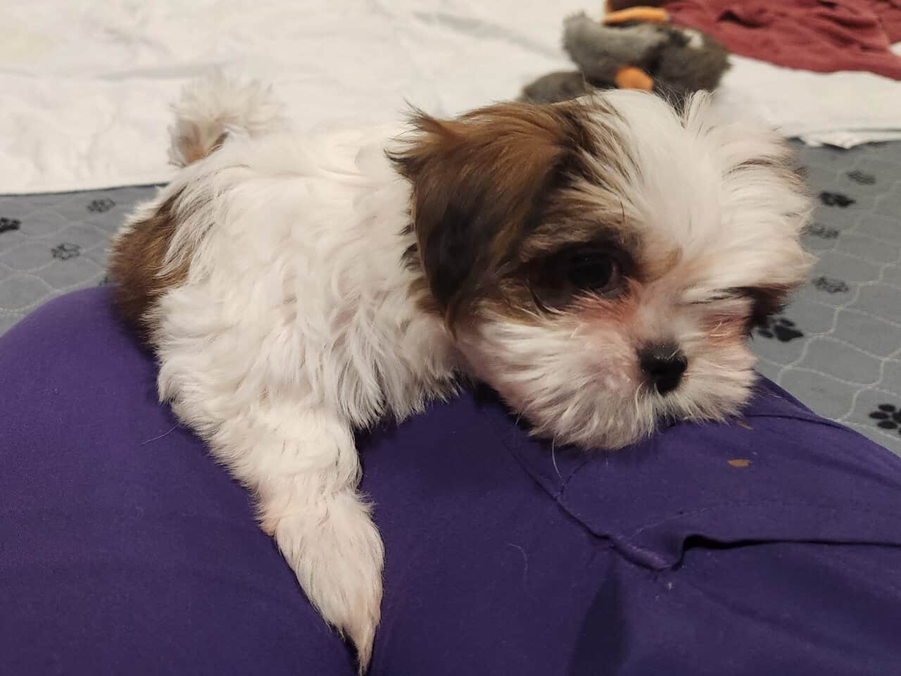Shih Tzus For Sale image 4