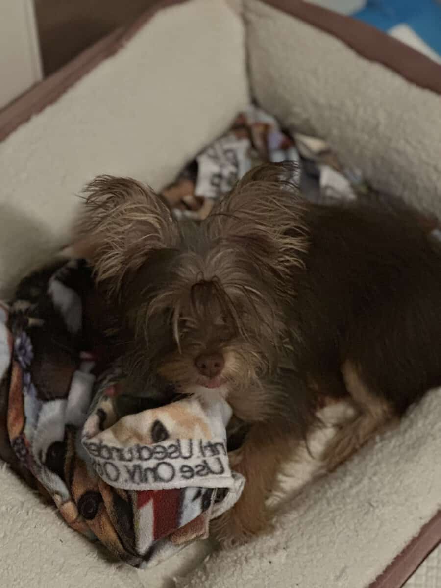 Cute female puppy image 2