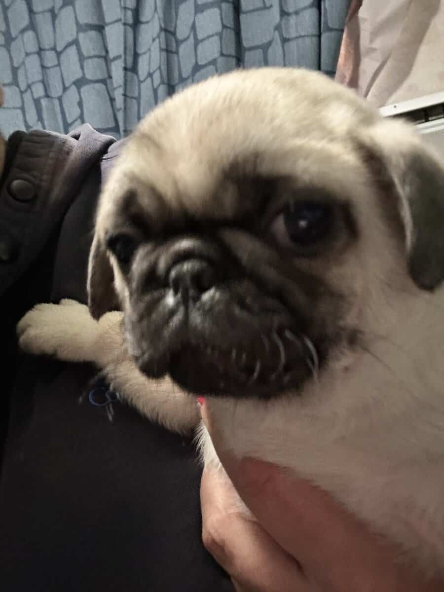 3 Pug Puppies image 6