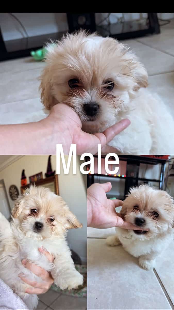 Pomeranian mix puppies image 4