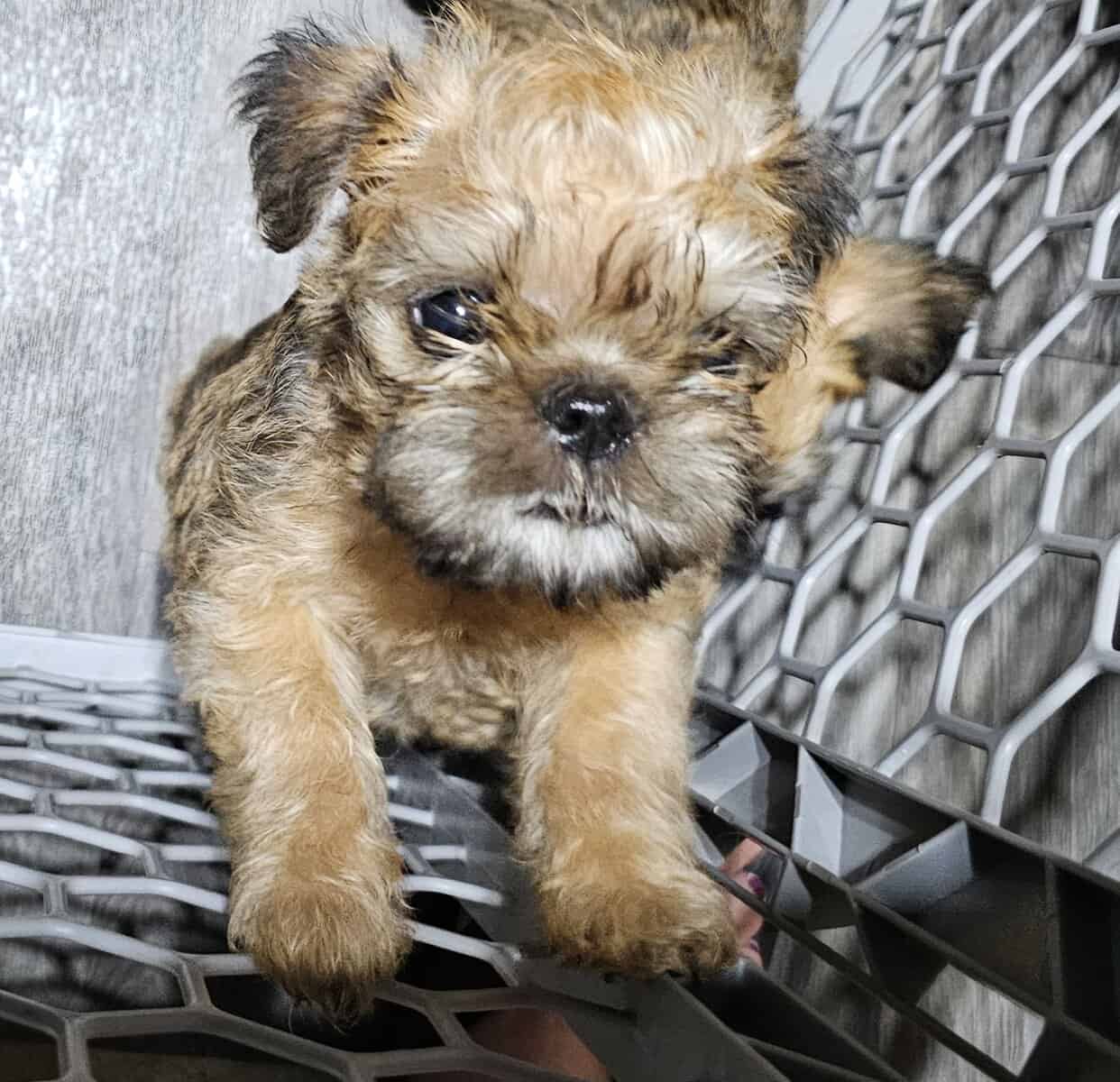 Brussels Griffon Rough Coat puppies available image 2
