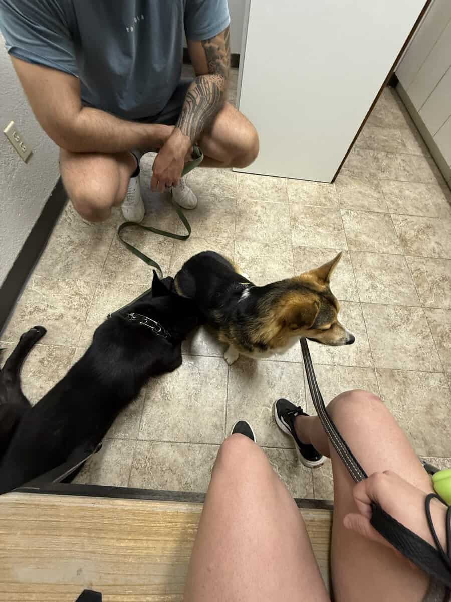 1 year old female German Shepherd image 2