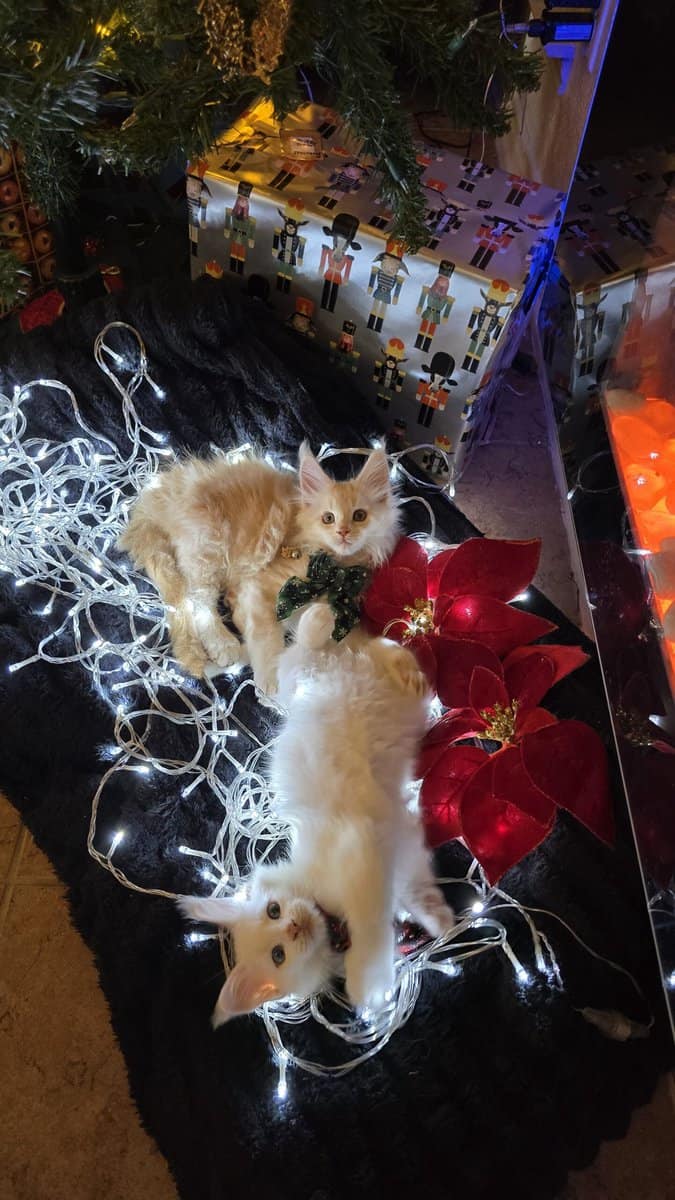 2 Purebred Maine Coon Kittens available image 4
