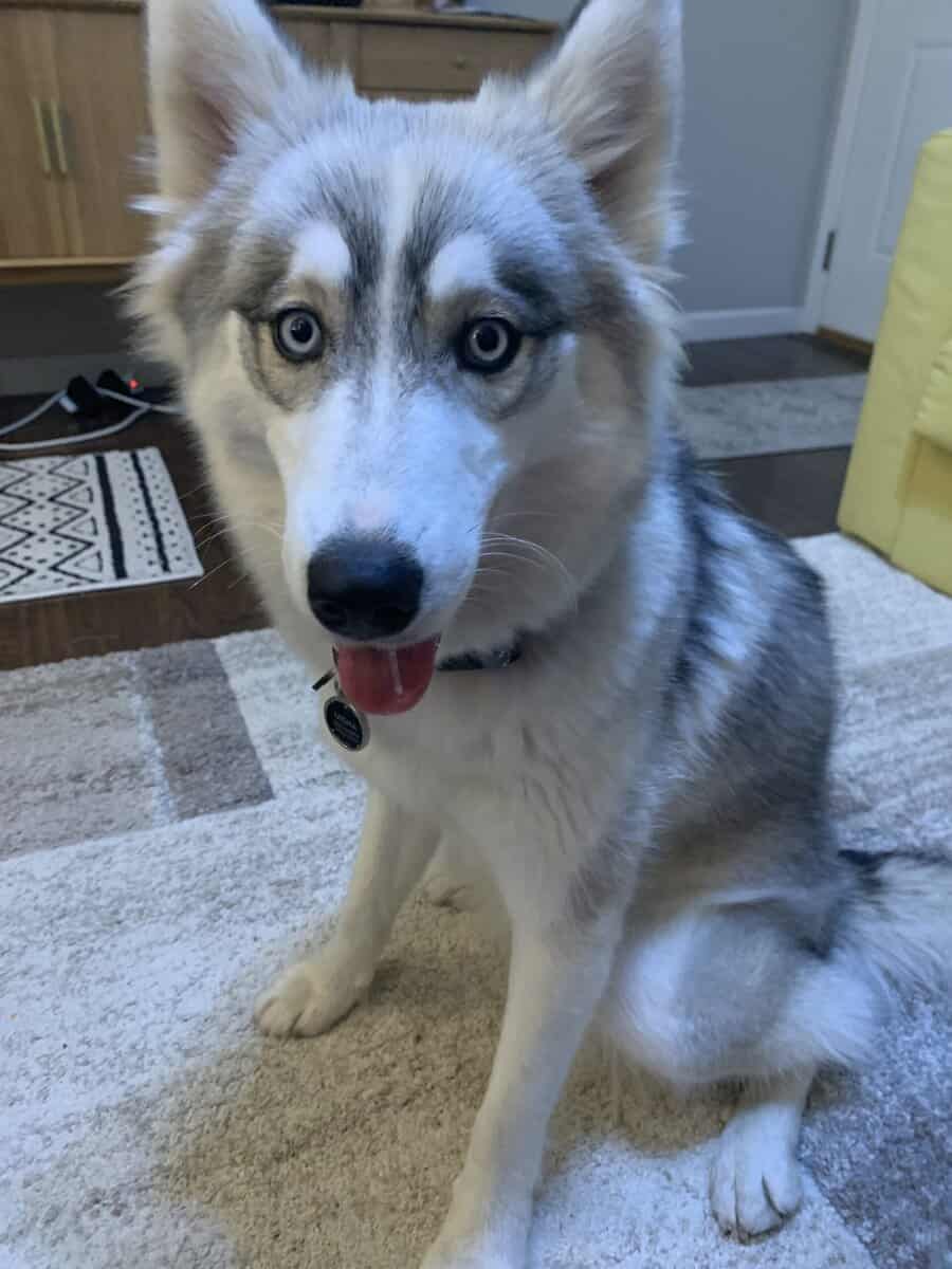 Husky - purebred female image 2