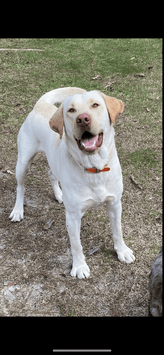 AKC LABRADOR PUPPIES image 5