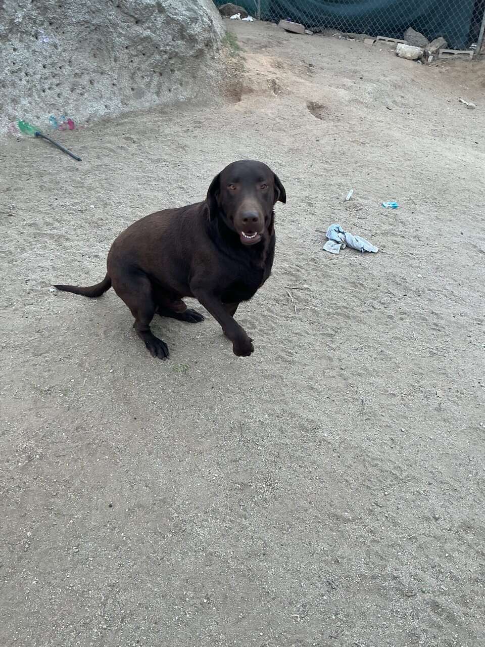 American Labrador Retriever image 9