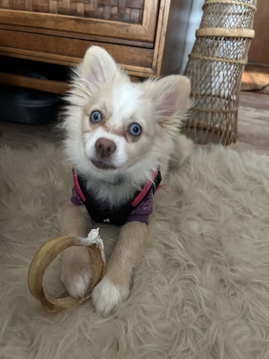 Harlow Pomeranian Puppy image 1