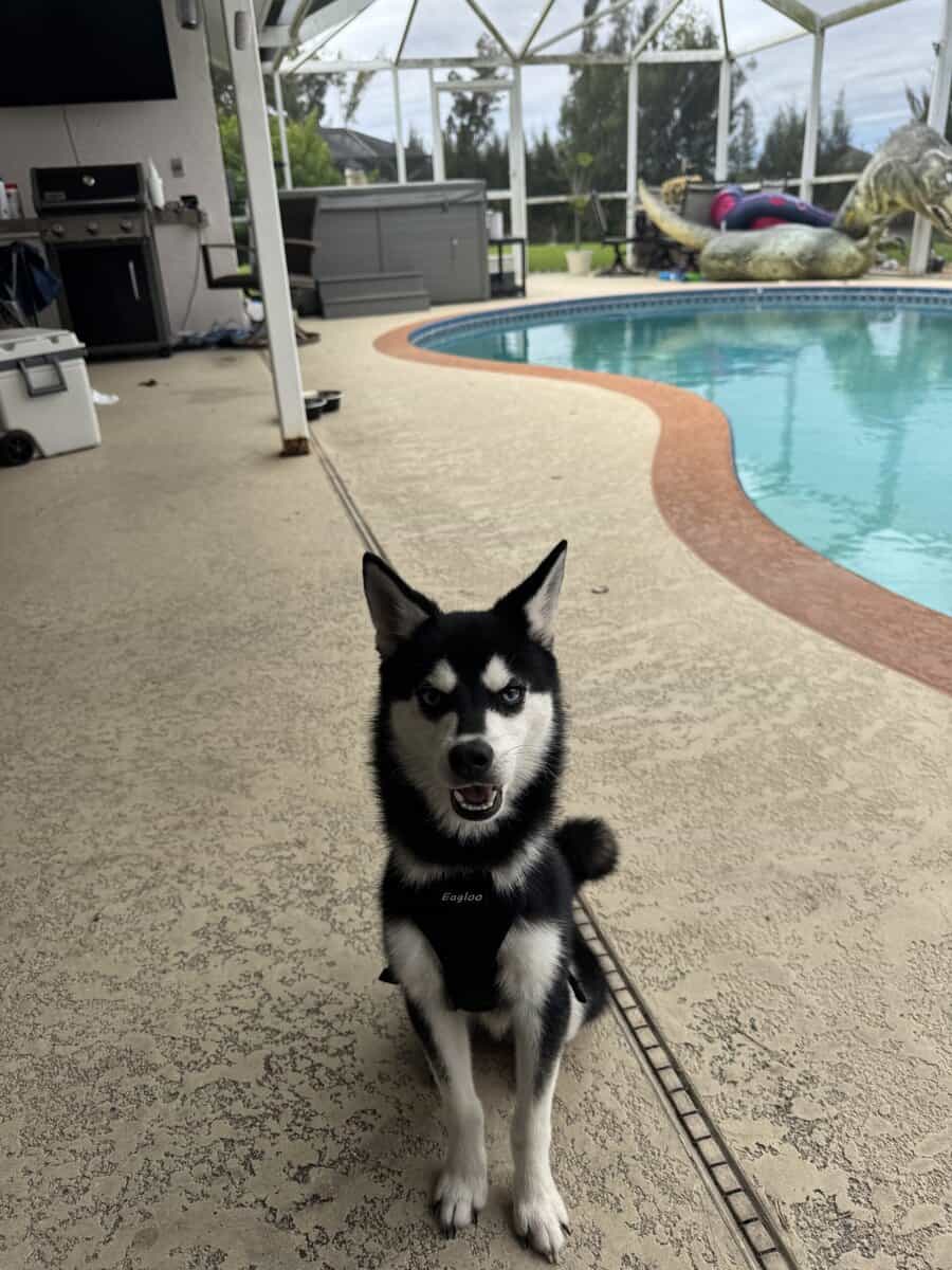 Rare Alaskan Klee Kai image 1