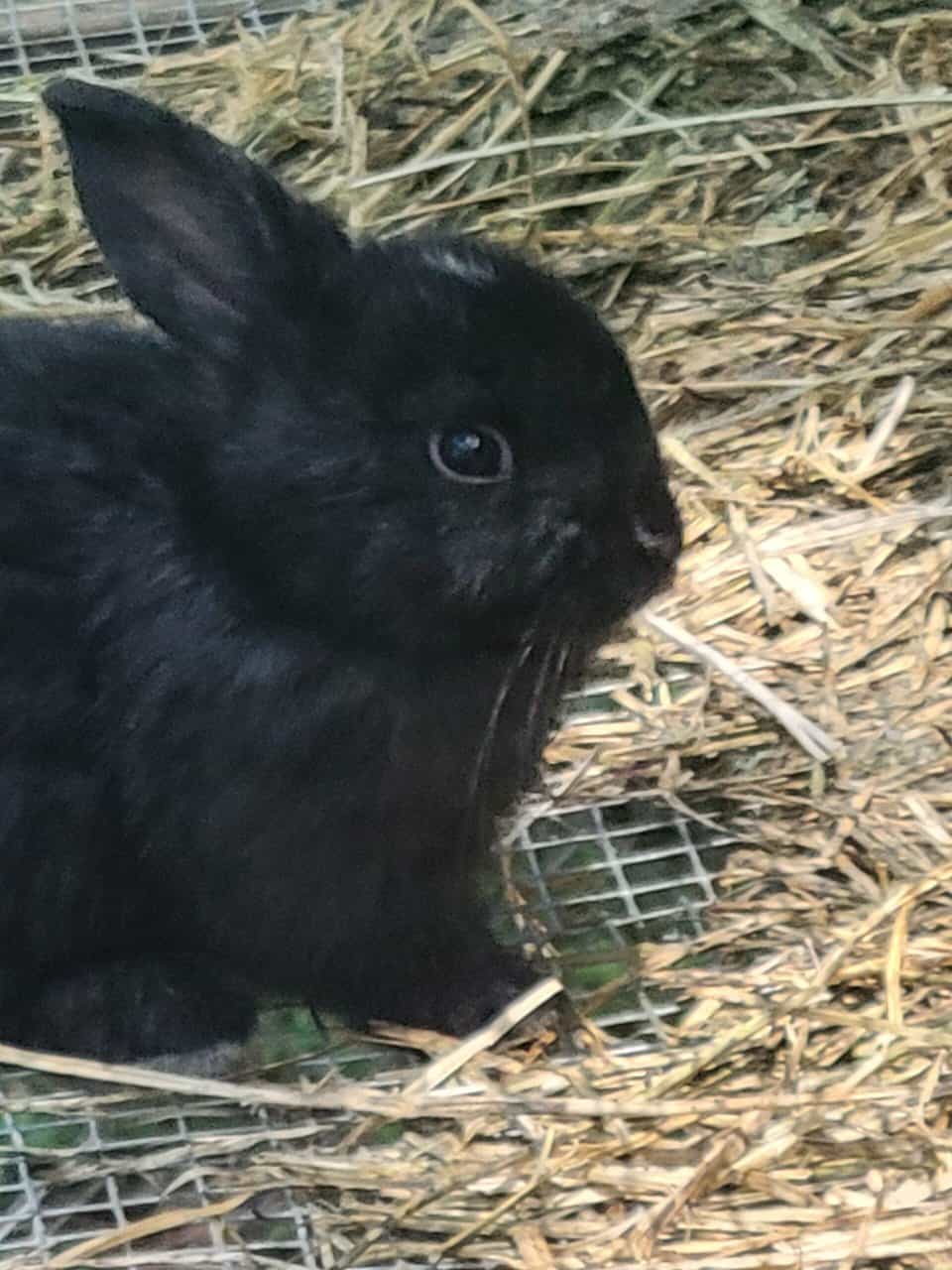 Rabbits for Re-homing image 3
