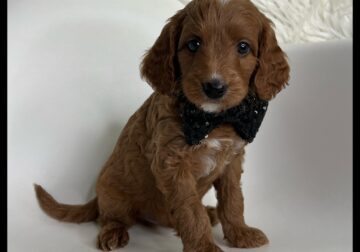 Snoopy Thanksgiving/Christmas Puppy