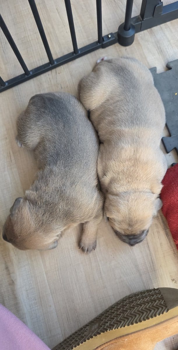 PURE CANE CORSO PUPS🐾 image 11