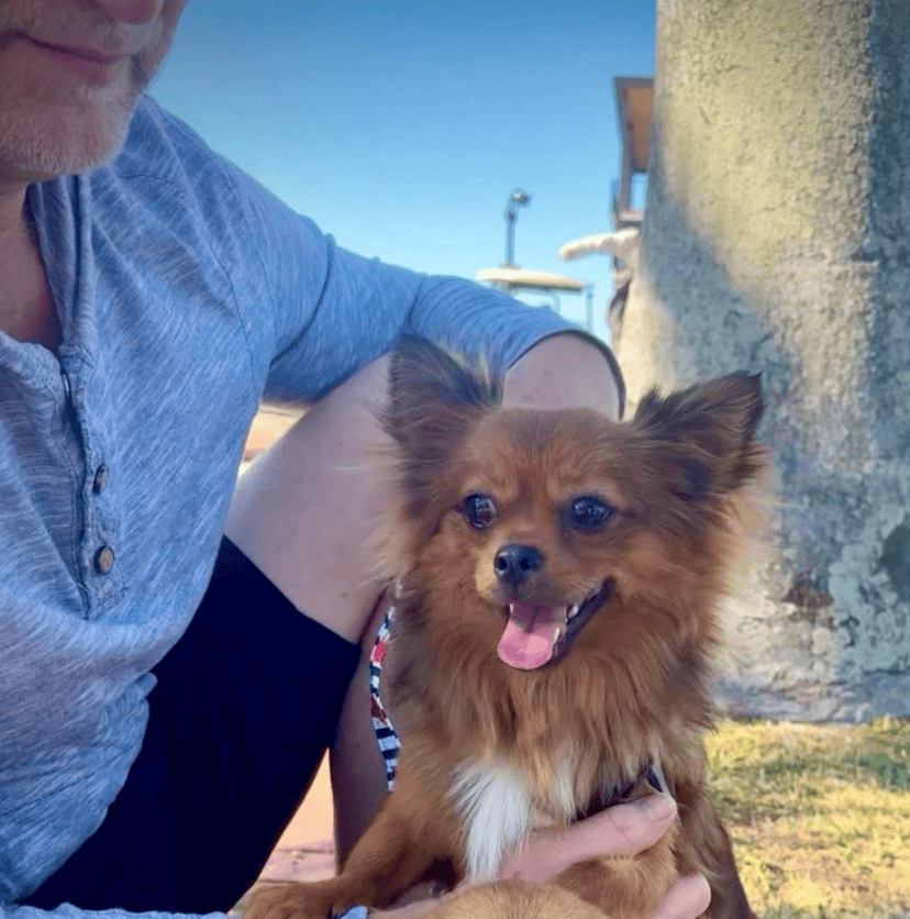 UKC, Purebred Mi-Ki Neutered Young Adult Male image 2