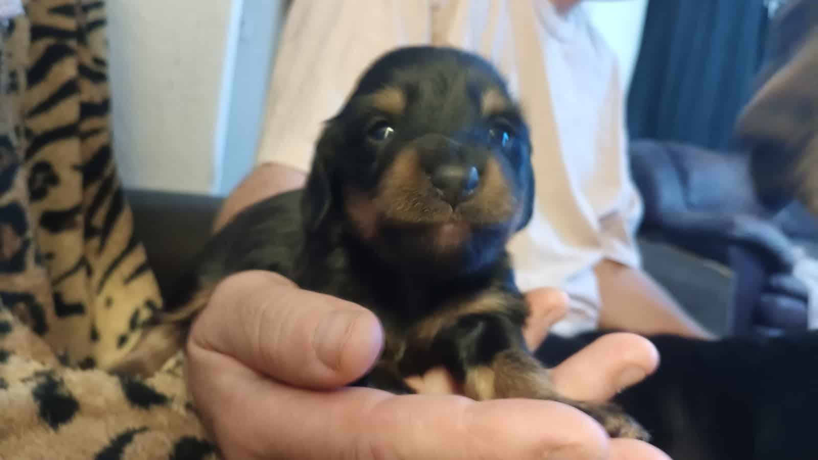 Miniature Dachshunds puppies image 1