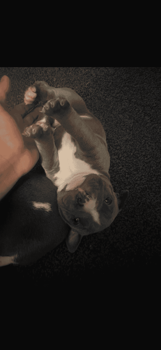 puppies bully and pitbull mixed image 3