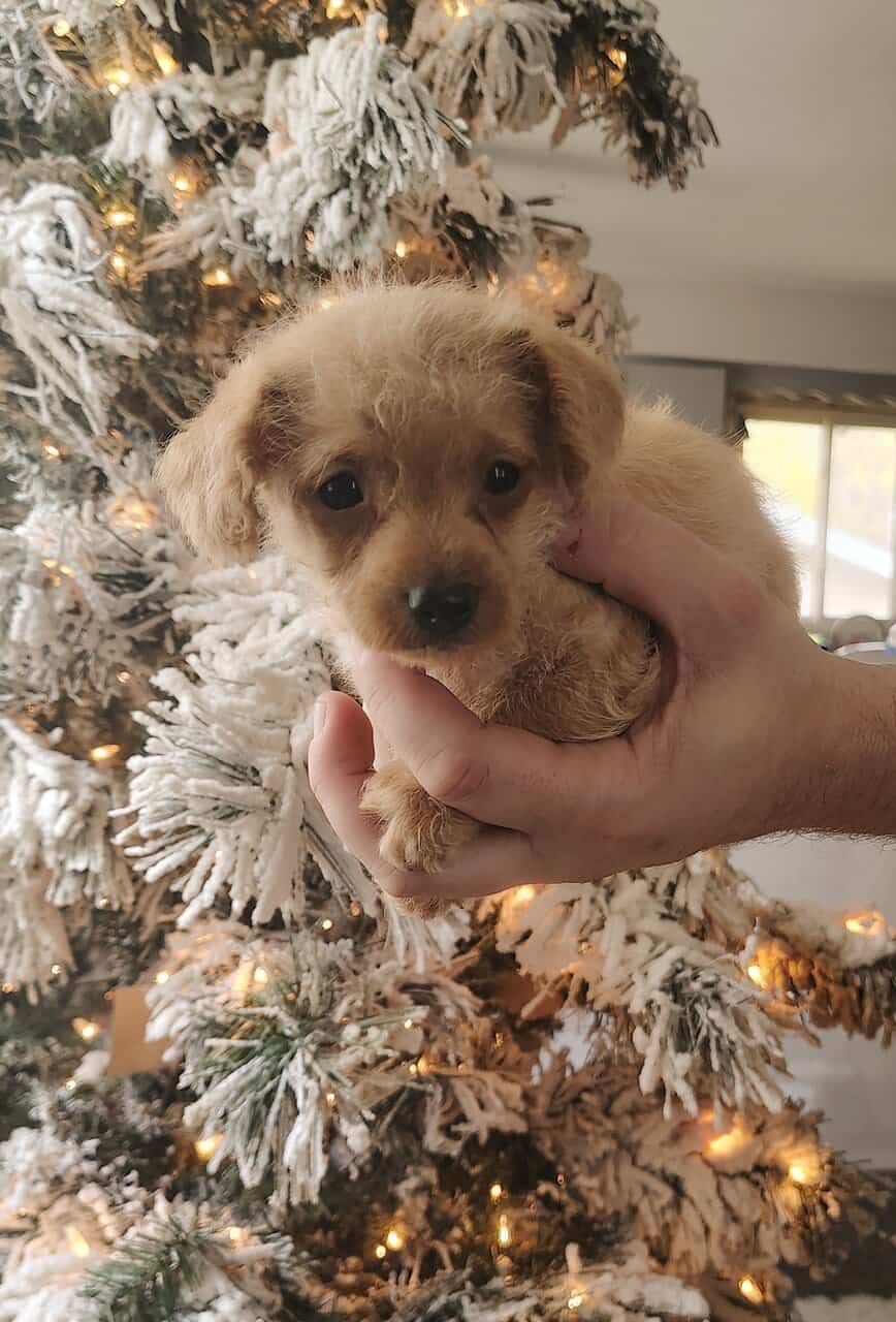 Toy Chipoo image 3