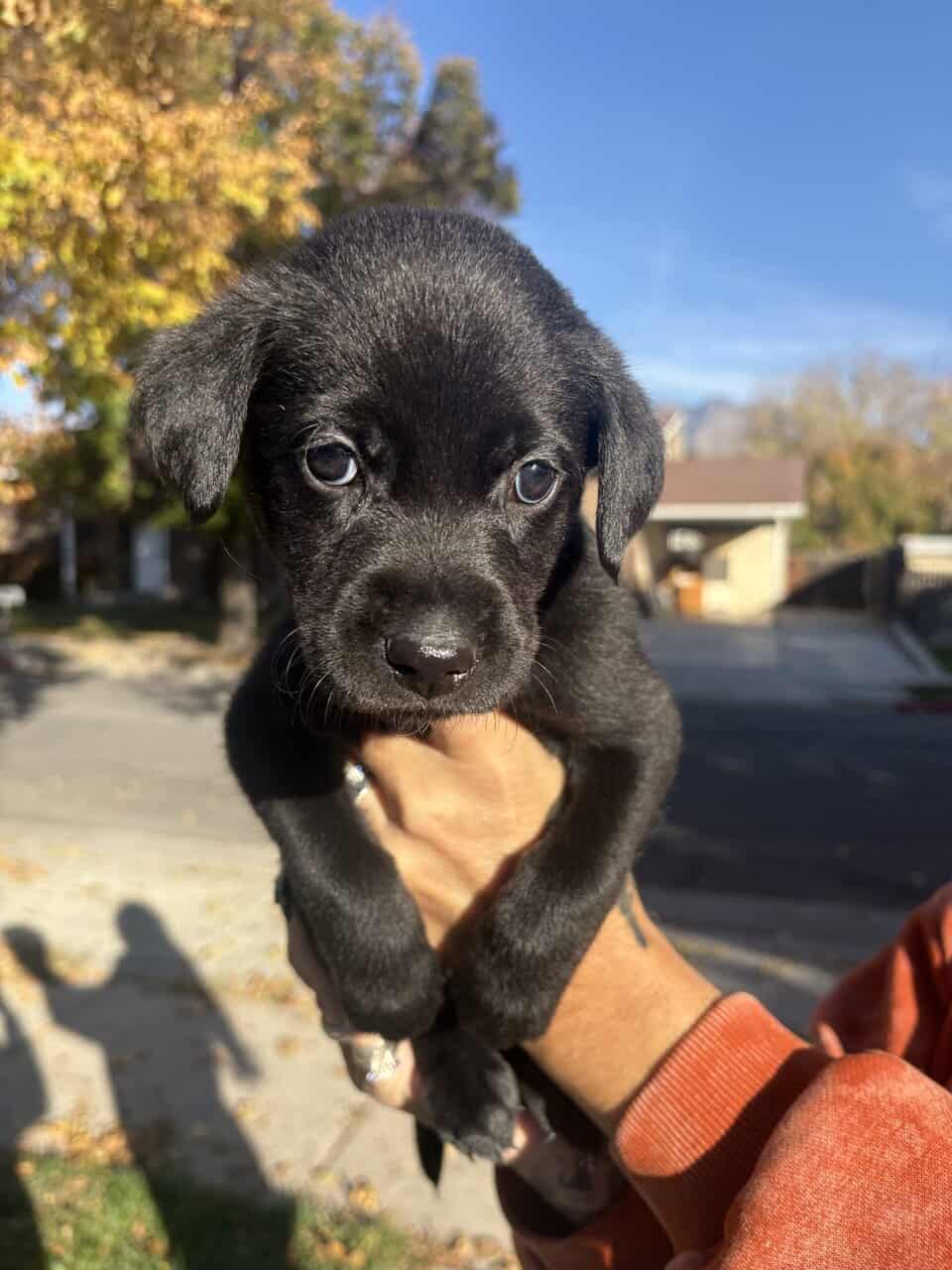 Lab × Husky Puppies Looking for Loving Homes! image 6