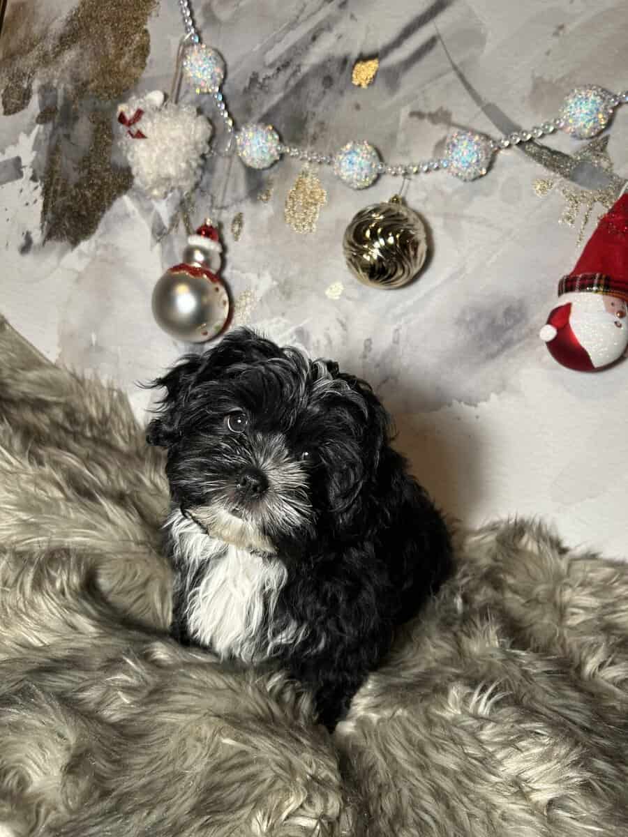 Morkie Female pups image 2