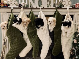 All you want for Christmas is a Malshipoo puppy!!!