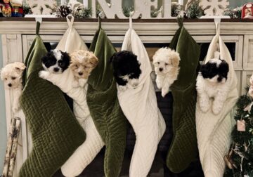 All you want for Christmas is a Malshipoo puppy!!!