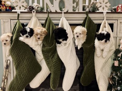 All you want for Christmas is a Malshipoo puppy!!!