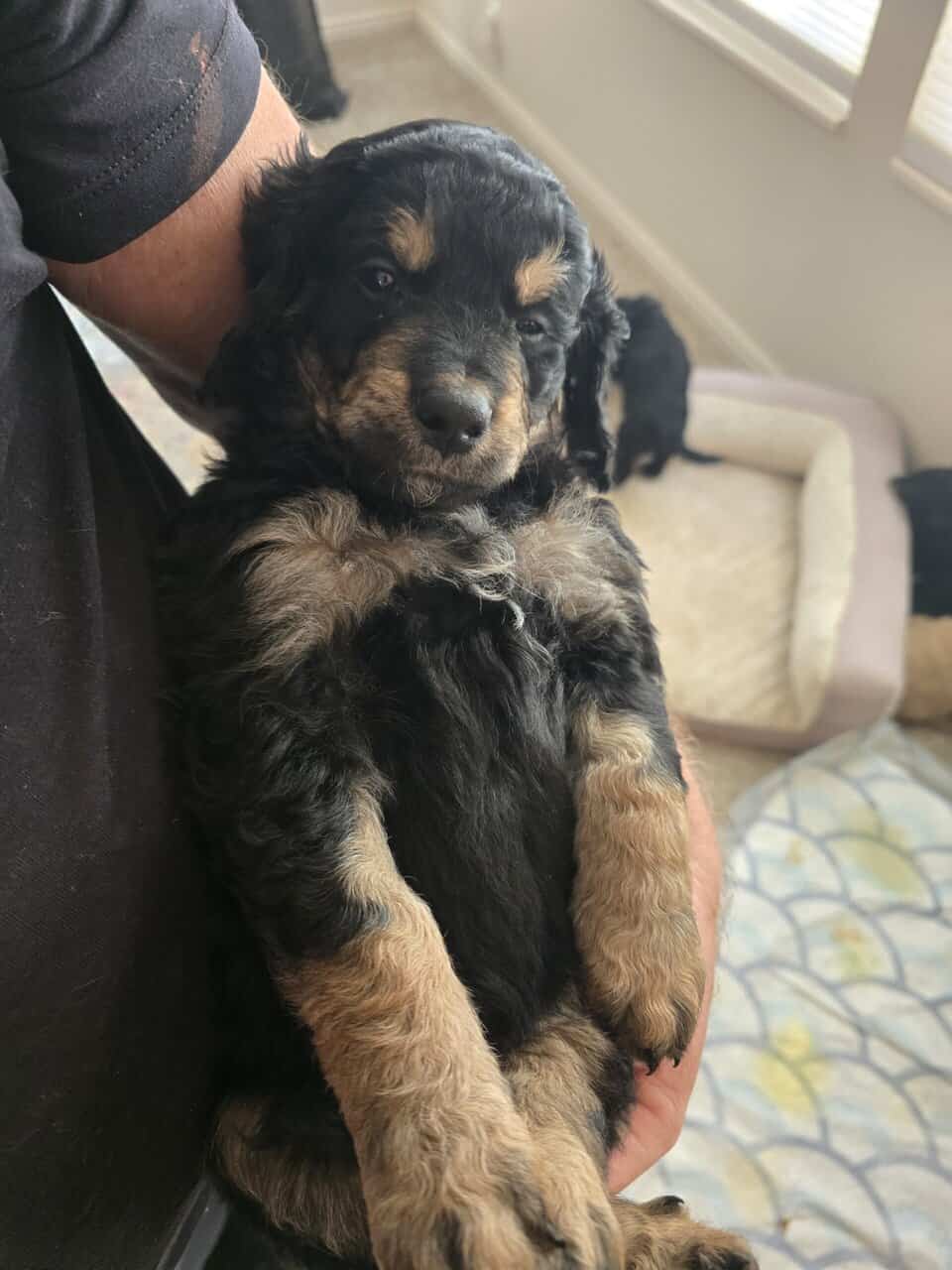 Golden Bernadoodle Puppies image 9