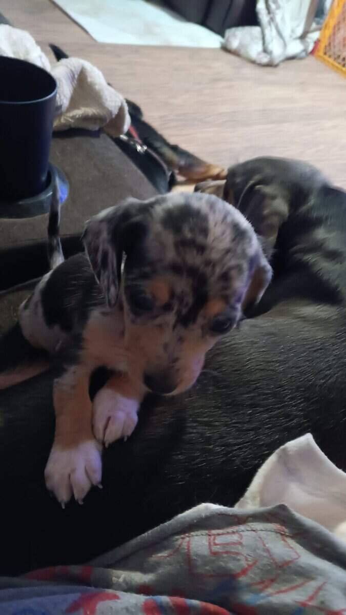 Doxon puppies image 2