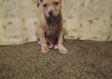 Pocket bully male puppy