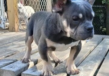 Euro, male micro bully