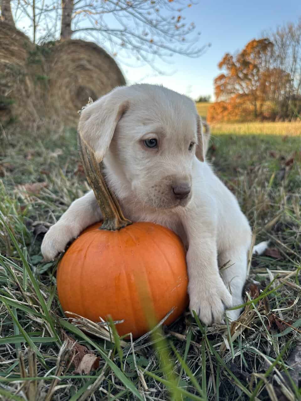 Yellow Lab Puppies image 2