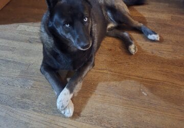 AKC agouti saddleback Siberian Husky St