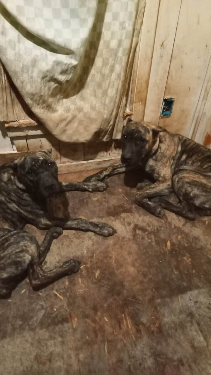 Spanish mastiffs image 1