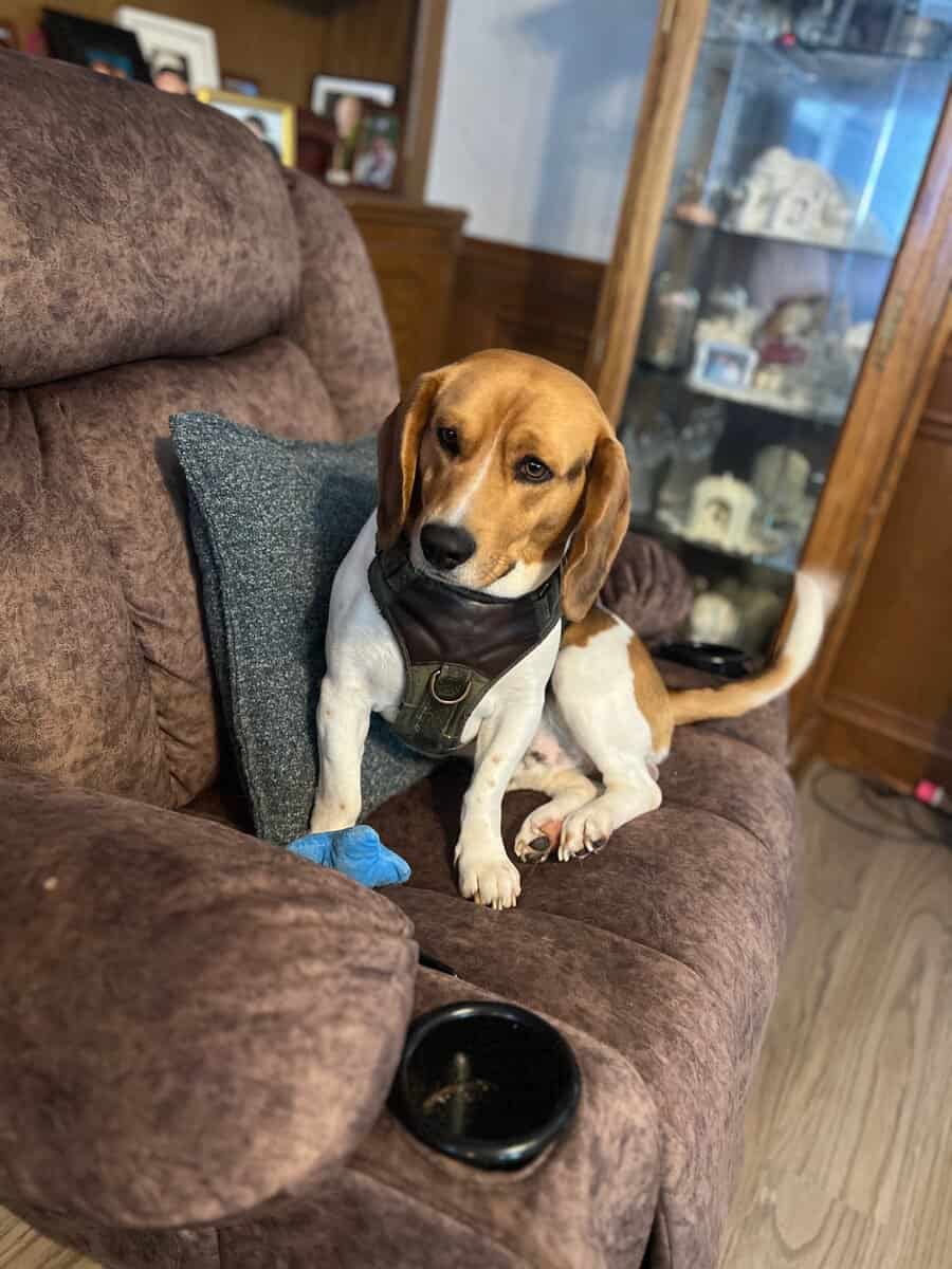 3 YO Adult Male Beagle - Not Fixed image 2