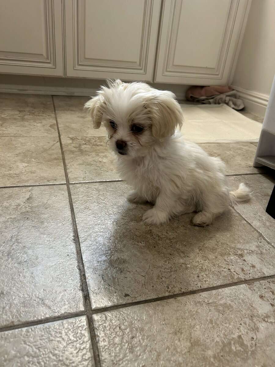 Maltese/ Pekingese mix brother and sister puppies image 1