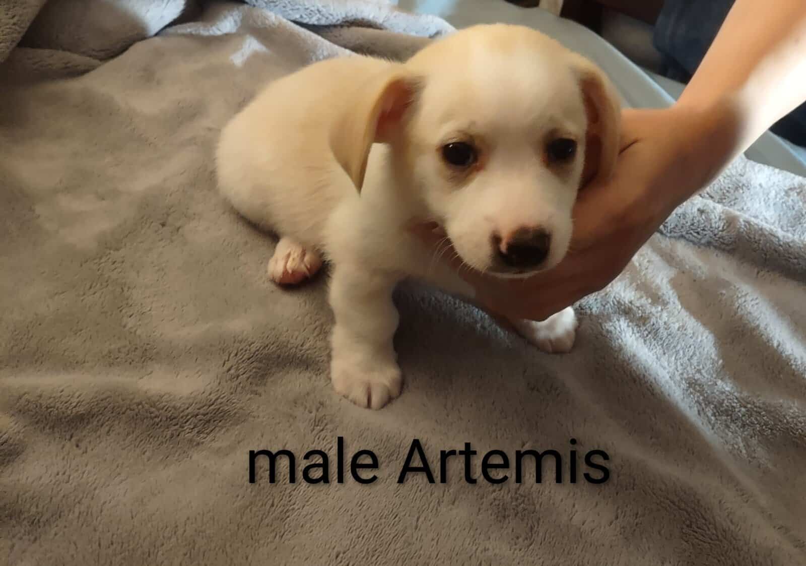 Chiweenie mix puppy image 2
