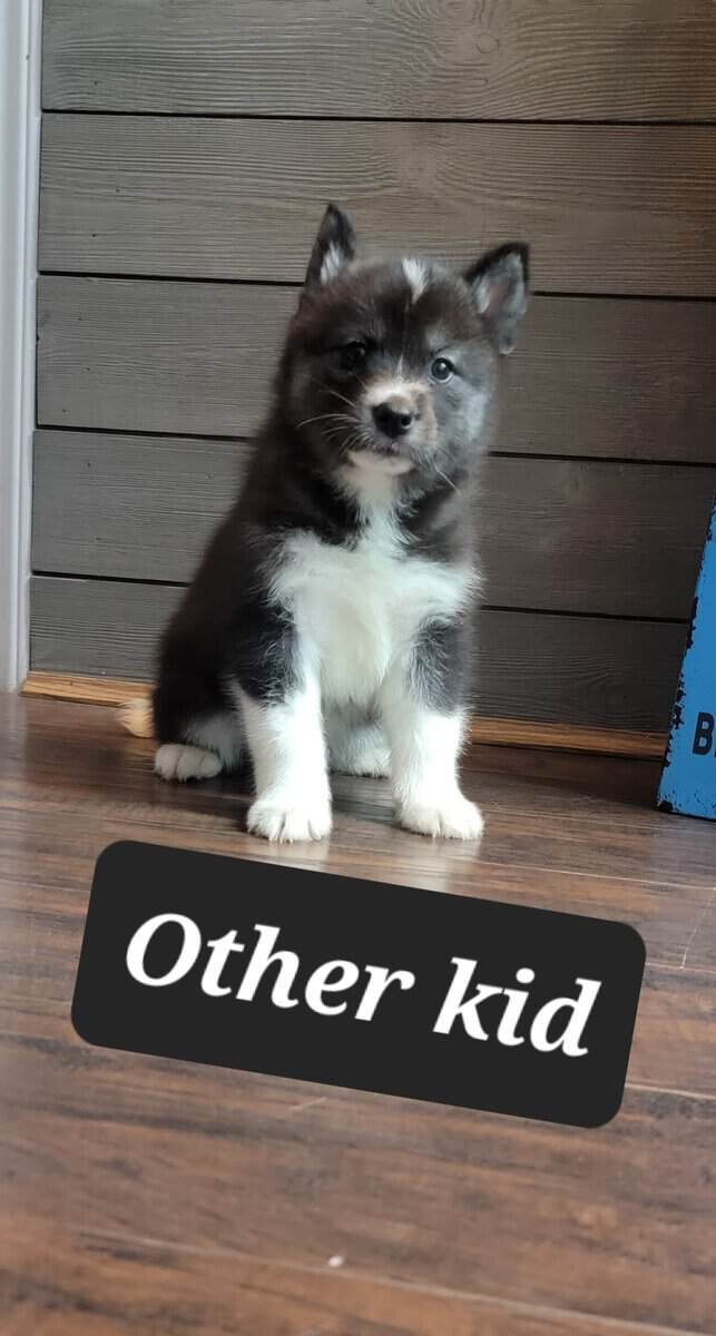 Samusky (siberian somoyed) image 4