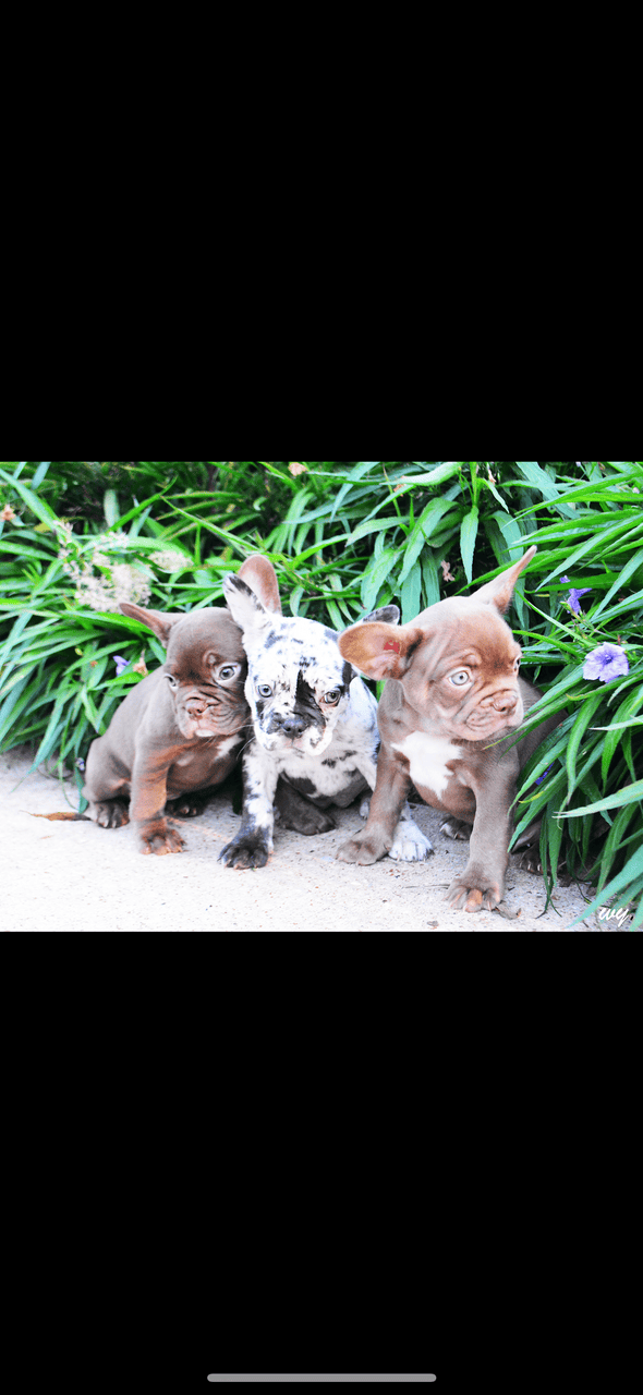 AKC Choc Rojo Frenchie image 4