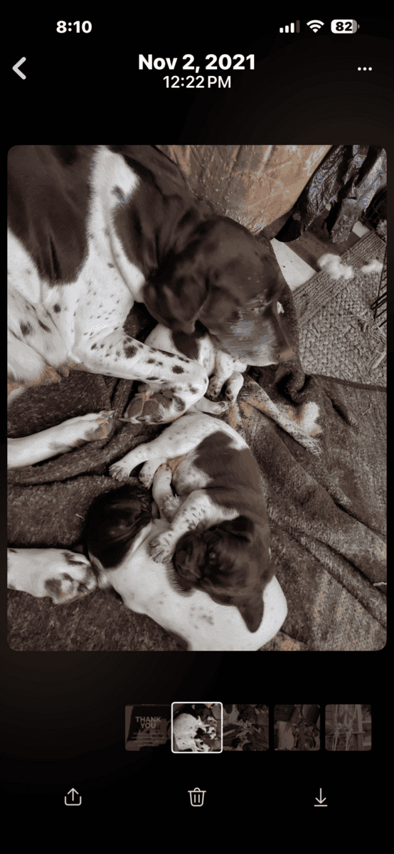 German Shorthair pups image 2