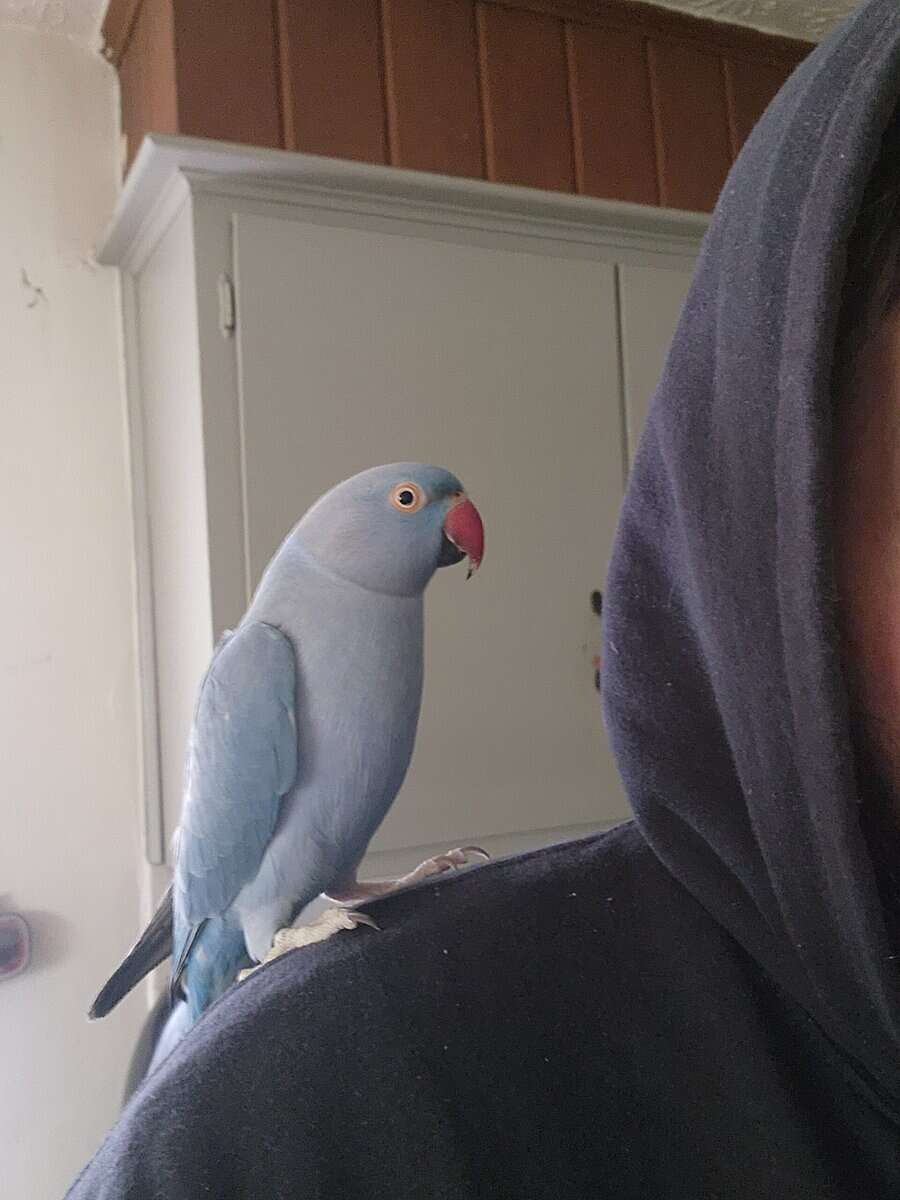 2yr old Cobalt blue indian ringneck image 2