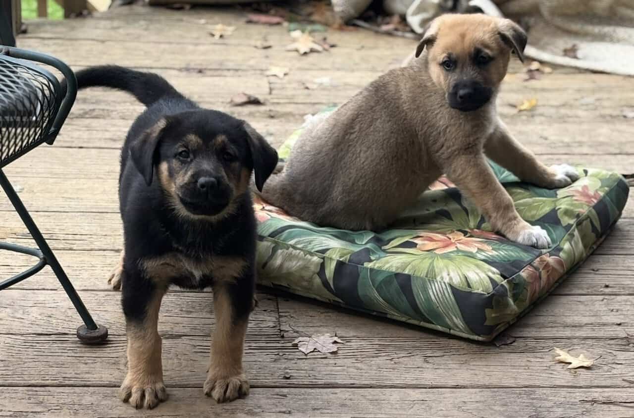 German Shepherd Rottweiler Great Pyrenees Pups 8w image 12