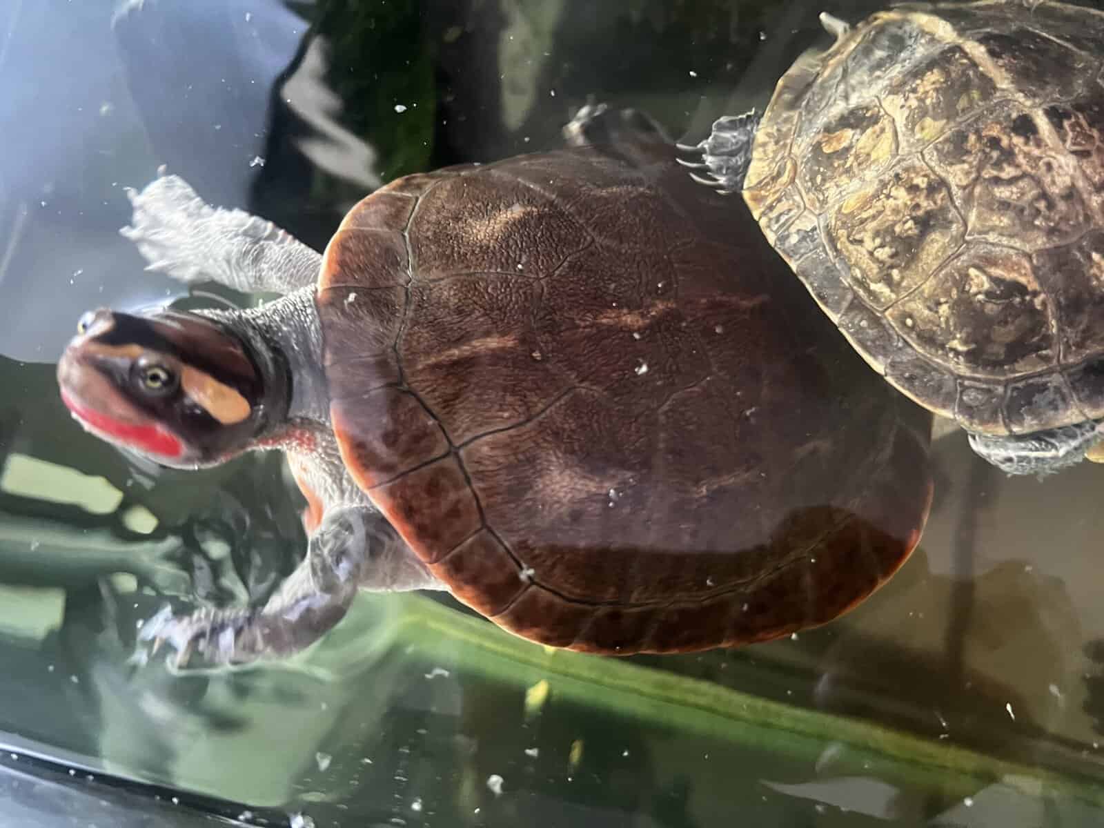Turtles lost there mom to cancer image 18