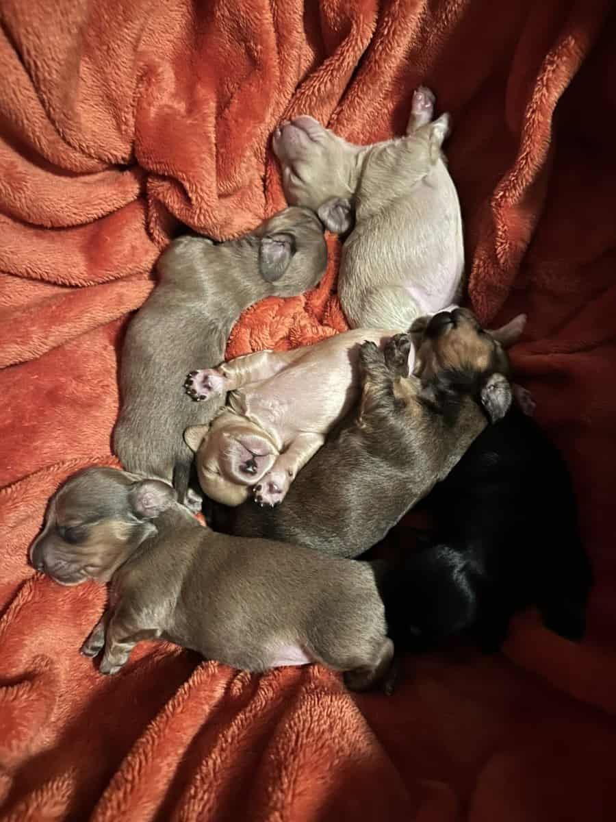 Miniature Dachshund Boys image 7
