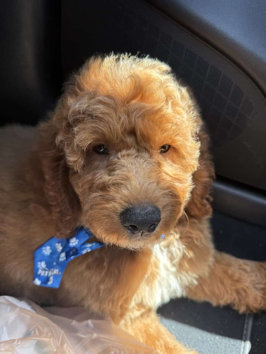 Goldendoodle image 4