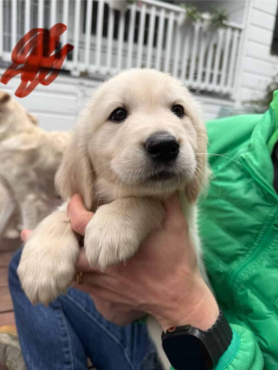 Six Golden Retriever Males available Nov 21st! image 6