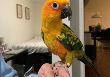 Sun Conure Bird
