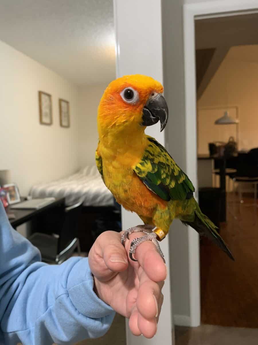 Sun Conure Bird (flight cage, toys and food) image 2