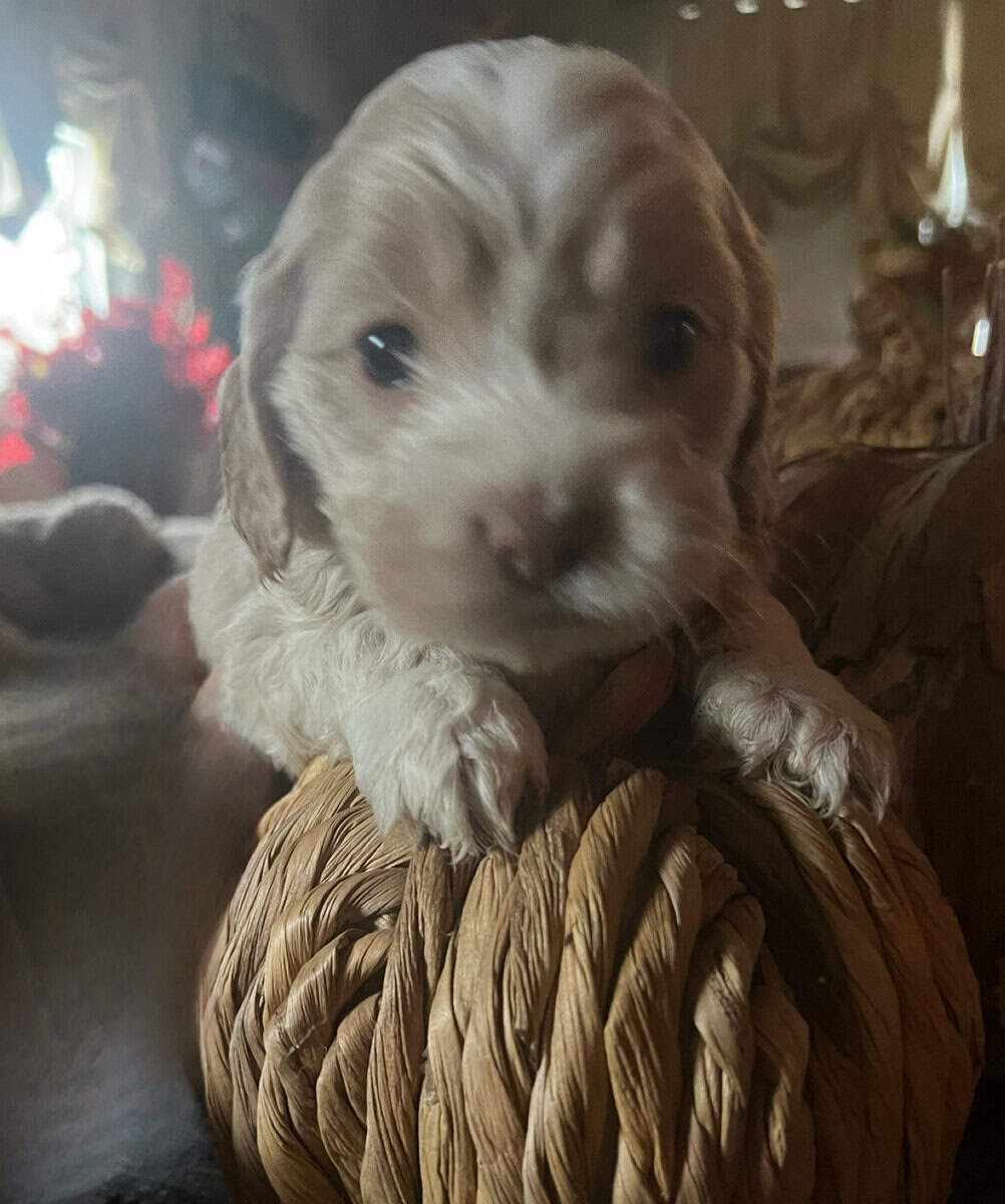 Cockapoo puppies image 4