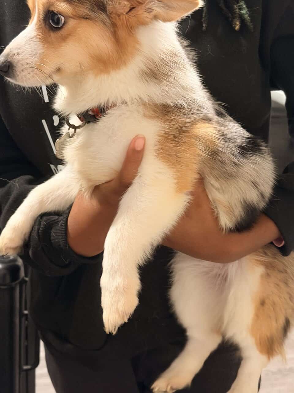 Merle corgi image 2
