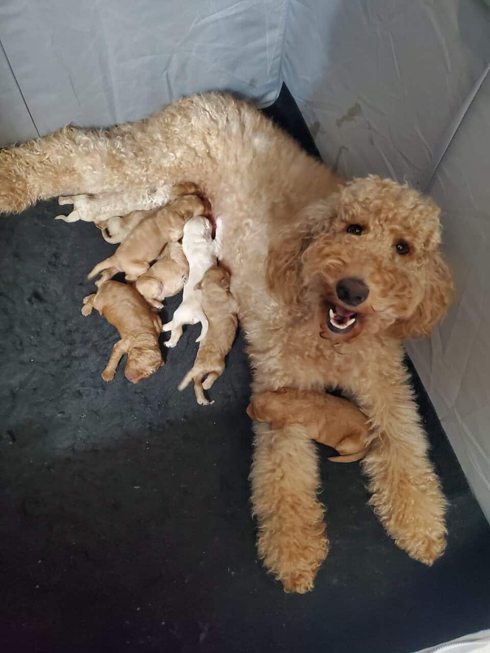 Goldendoodle puppies image 8